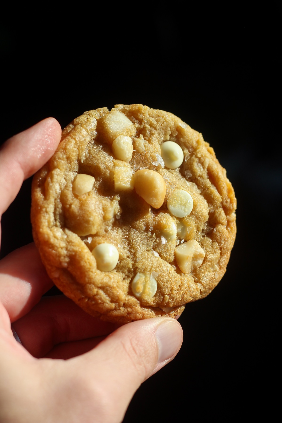 Close up of a single white chocolate macadamia nut cookie.